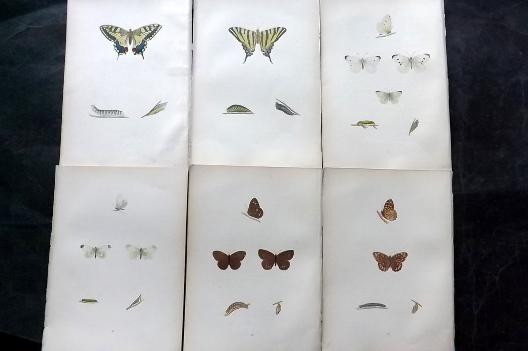 Morris, Francis 1904 Lot of 6 Hand Col Butterfly Prints (1 of 2)