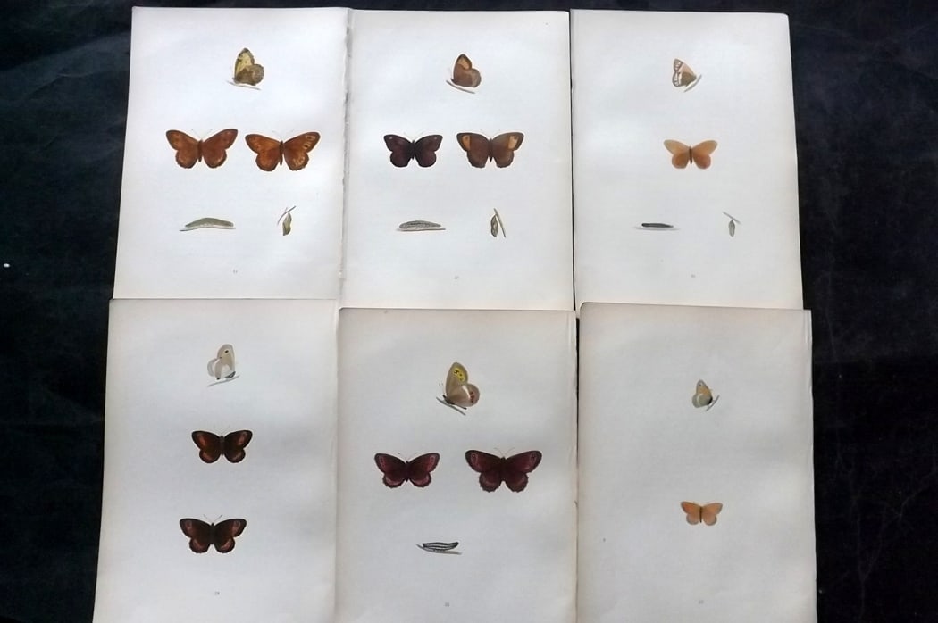 Morris, Francis 1904 Lot of 6 Hand Col Butterfly Prints: Woodblock Published 1904, London for "A History of British Butterflies" By the Rev. Francis Orpen Morris. Printed in colours and finished by hand. Paper Size: 10 x 6.5 inch (25 x 16.5cm) Good Conditio
