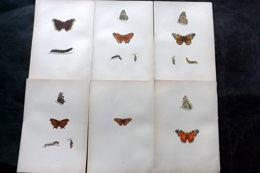Morris, Francis 1904 Lot of 6 Hand Col Butterfly Prints: Woodblock Published 1904, London for "A History of British Butterflies" By the Rev. Francis Orpen Morris. Printed in colours and finished by hand. Paper Size: 10 x 6.5 inch (25 x 16.5cm) Good Conditio