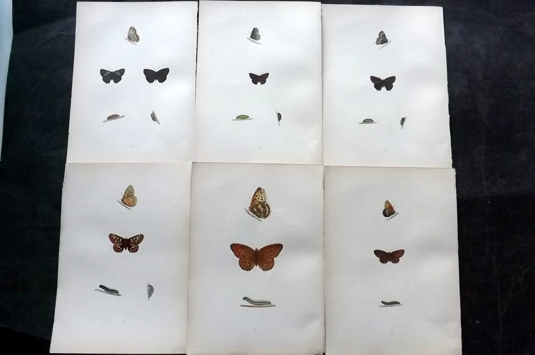Morris, Francis 1904 Lot of 6 Hand Col Butterfly Prints: Woodblock Published 1904, London for "A History of British Butterflies" By the Rev. Francis Orpen Morris. Printed in colours and finished by hand. Paper Size: 10 x 6.5 inch (25 x 16.5cm) Good Conditio