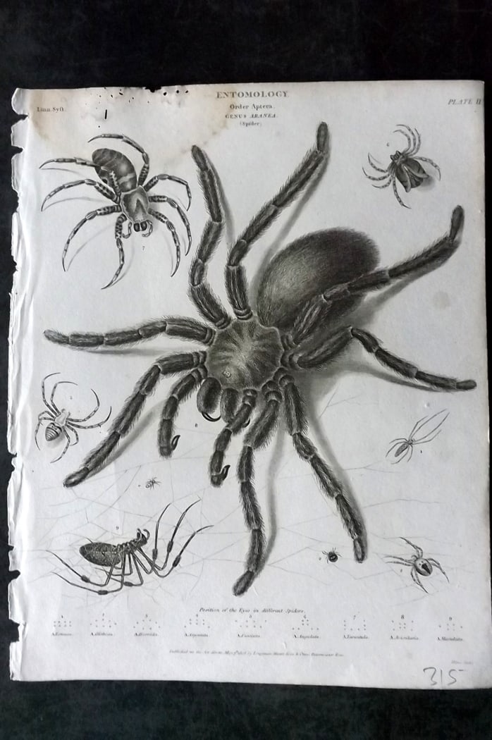 Rees, Abraham 1820 Antique Print. Insect - Spider 02 (1 of 1)