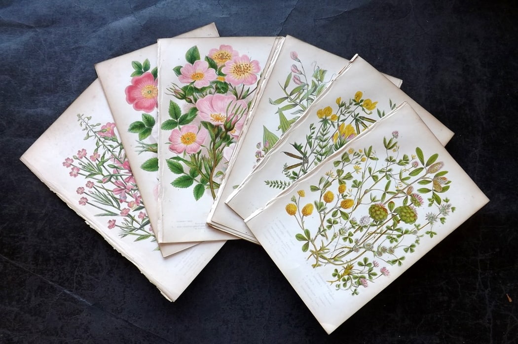 Pratt, Anne C1860 Lot of 15 Antique Botanical Prints incl Roses (1 of 3)