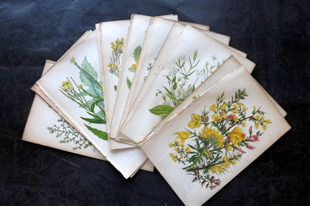 Pratt, Anne C1860 Lot of 15 Antique Botanical Prints: Colour Printed Woodblocks Published C1860, London for "The Flowering Plants and Ferns of Great Britain" by Anne Pratt. Paper Size: 8.5 x 5.5 inch (22 x 14cm) Good Condition overall
