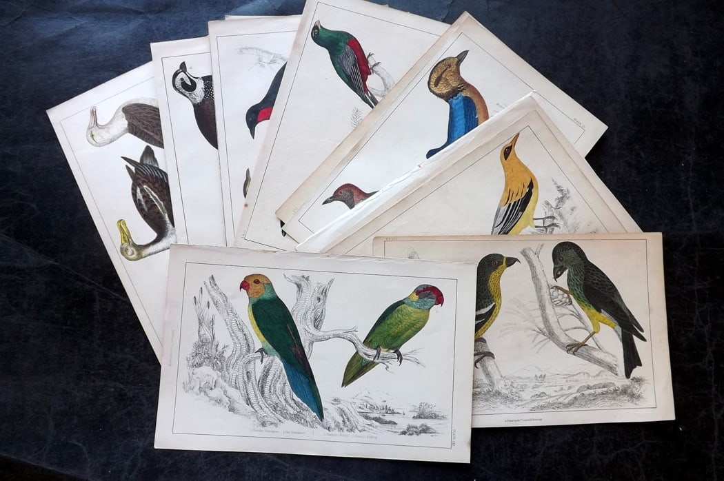 Goldsmith, Oliver C1850 Lot of 13 Hand Col Bird Prints: Hand Colored Etching/Engraving Published C1850 by A. Fullarton & Co., London for "A History of the Earth and Animated Nature" by Oliver Goldsmith. Paper Size: 10 x 6 inch (25 x 16cm) Good Condition