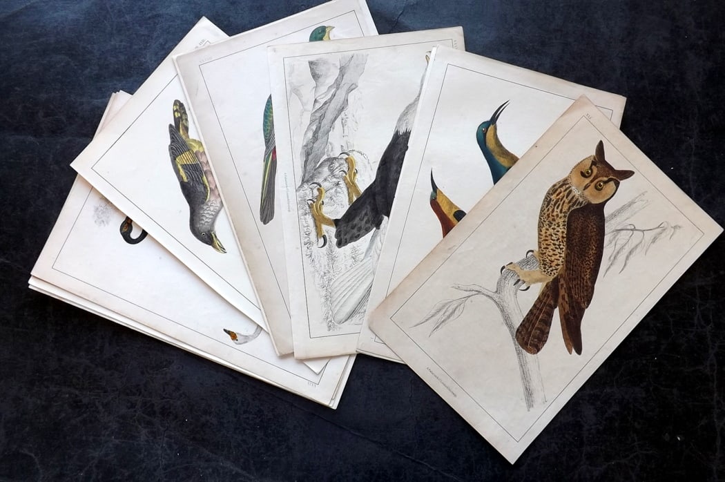 Goldsmith, Oliver C1850 Lot of 12 Hand Col Bird Prints: Hand Colored Etching/Engraving Published C1850 by A. Fullarton & Co., London for "A History of the Earth and Animated Nature" by Oliver Goldsmith. Paper Size: 10 x 6 inch (25 x 16cm) Good Condition