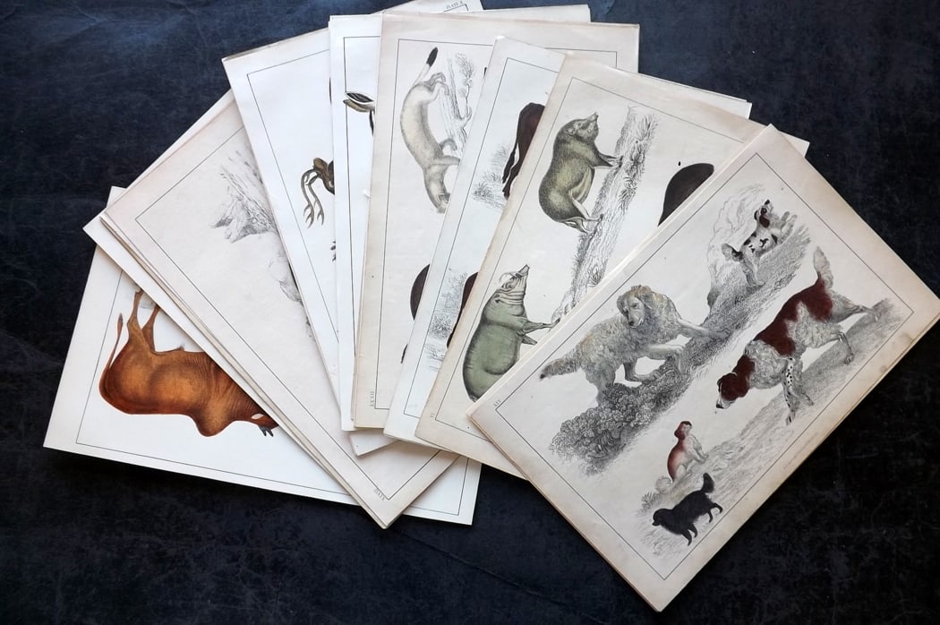 Goldsmith, Oliver C1850 Lot of 25 Natural History Prints: Hand Colored Etching/Engraving Published C1850 by A. Fullarton & Co., London for "A History of the Earth and Animated Nature" by Oliver Goldsmith. Paper Size: 10 x 6 inch (25 x 16cm) Good Condition