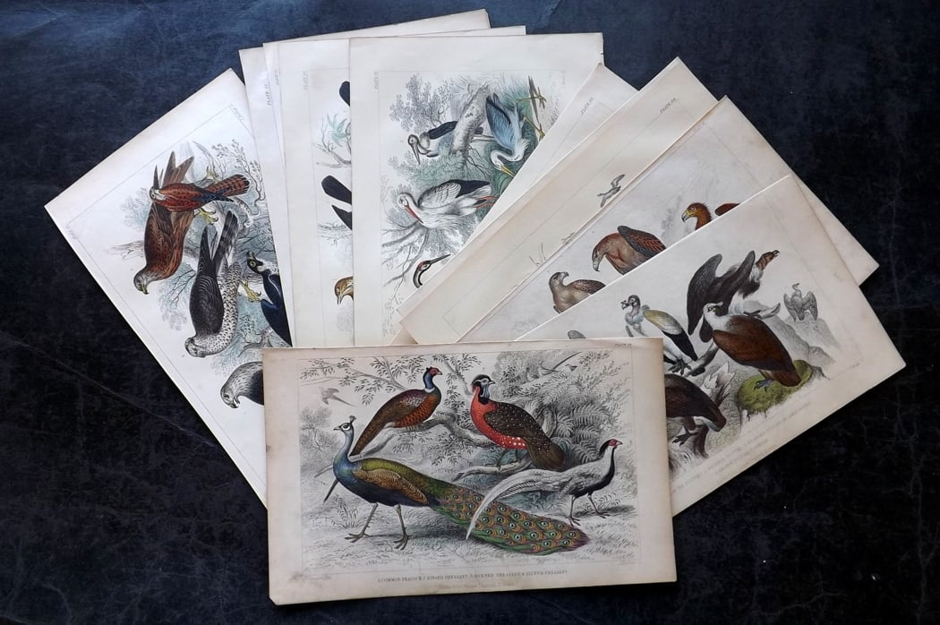 Goldsmith, Oliver C1860 Lot of 13 Hand Col Bird Prints incl Peacock: Hand Colored Steel Engraving Published C1860 by Blackie & Son, London for "A History of the Earth and Animated Nature" by Oliver Goldsmith. Paper Size: 9.5 x 6 inch (24 x 16cm) Very minor toning. Good
