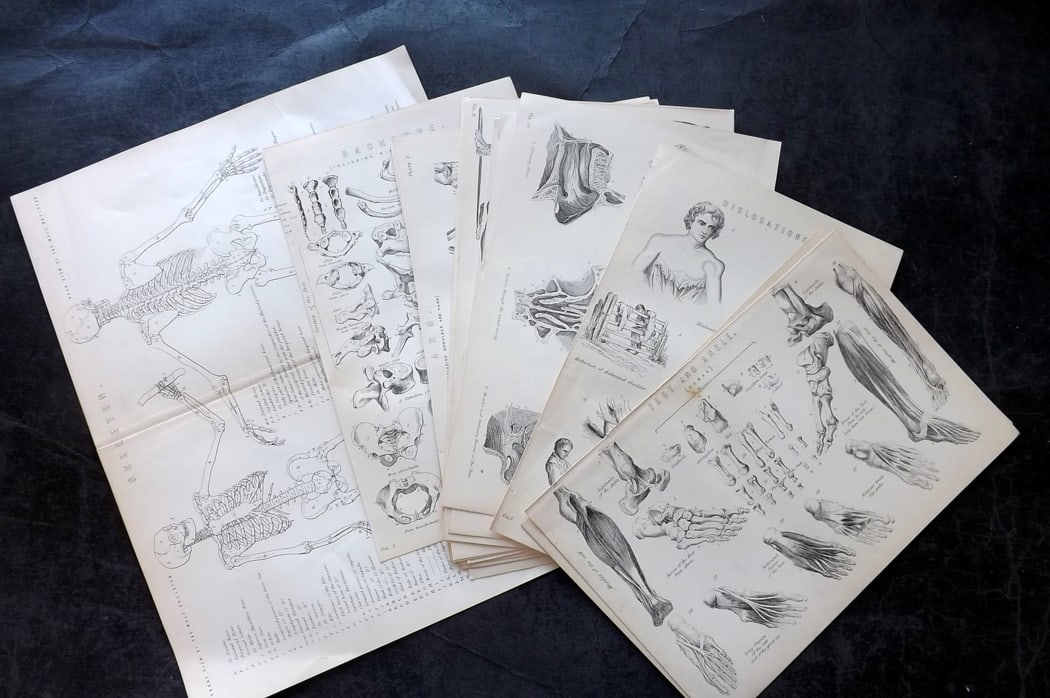 National Encyclopedia 1891 Lot of 19 Anatomy Prints: Engraving/Woodblock Published 1891-1901 by William Mackenzie, London for "The National Encyclopedia: A dictionary of Universal Knowledge" Paper Size: 10 x 6 inch (25 x 16cm) and 1 larger. Good Conditi