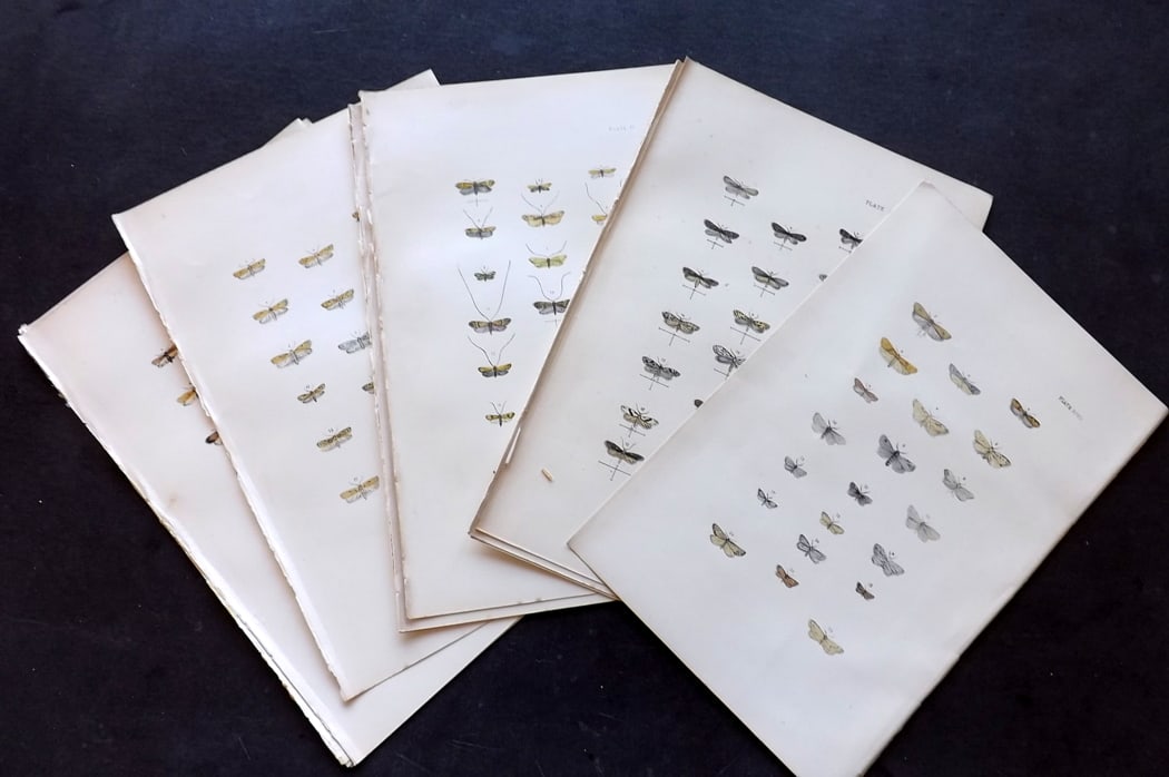 Morris, Francis 1896 Lot of 12 Antique Moth Prints: Antique Lithograph Published 1896, London for "A Natural History of British Moths" by the Rev. Francis Orpen Morris. Fine hand colour as issued. Paper Size: 10 x 7 inch (25 x 18cm) Good Condition