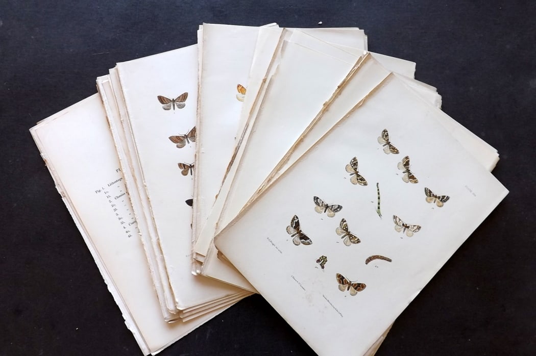 Barrett, Charles 1900 Lot of 24 Antique Moth Prints. (1 of 4)