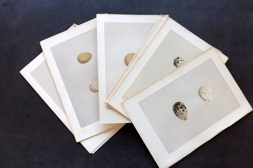 Morris, Francis 1875 Lot of 36 Antique Bird Egg Prints: Antique Woodblocks Published 1875, London for "A Natural History of the Nests and Eggs of British Birds" By the Rev. Francis Orpen Morris, printed Benjamin Fawcett. Paper Size: 10 x 6 inch (25 x 16cm)