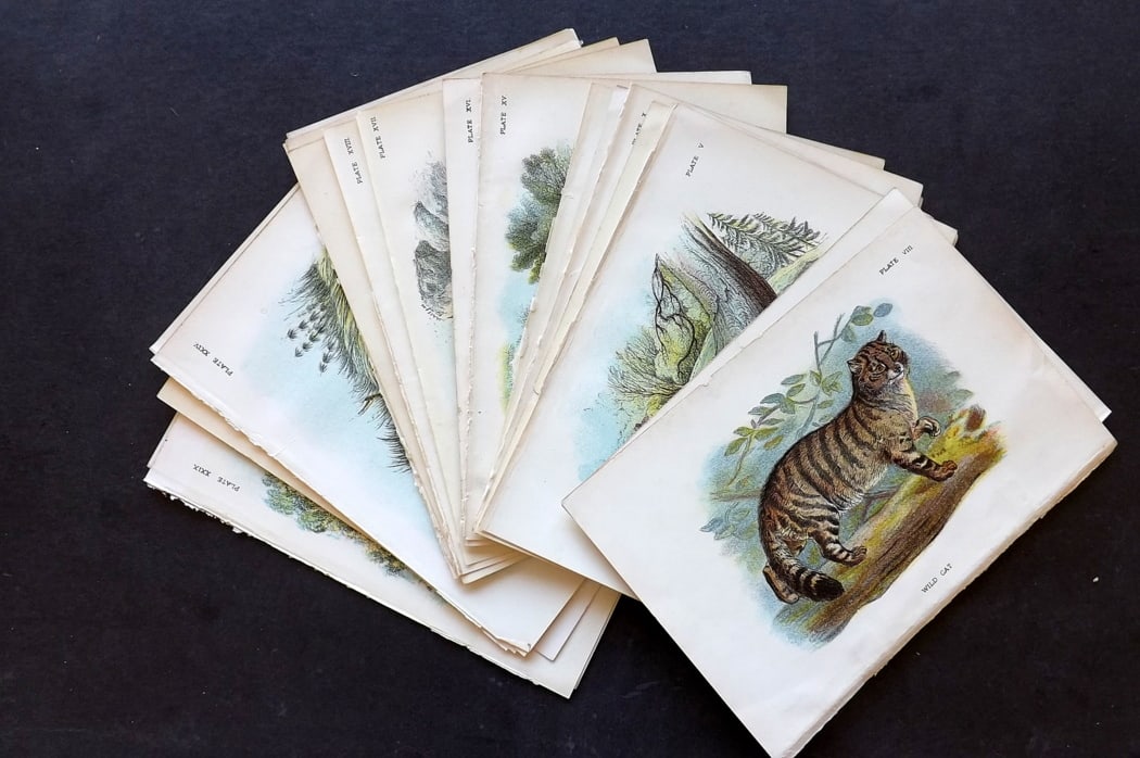 Lloyds's 1897 Lot of 27 Natural History Prints: Antique Chromolithographs Published 1894-97, London for "Lloyds's Natural History..." Edited by R. Bowdler Sharpe, W. F. Kirby, H. O. Forbes, R. Lydekker, and W. R. Olive-Grant. Illustrated after Keul