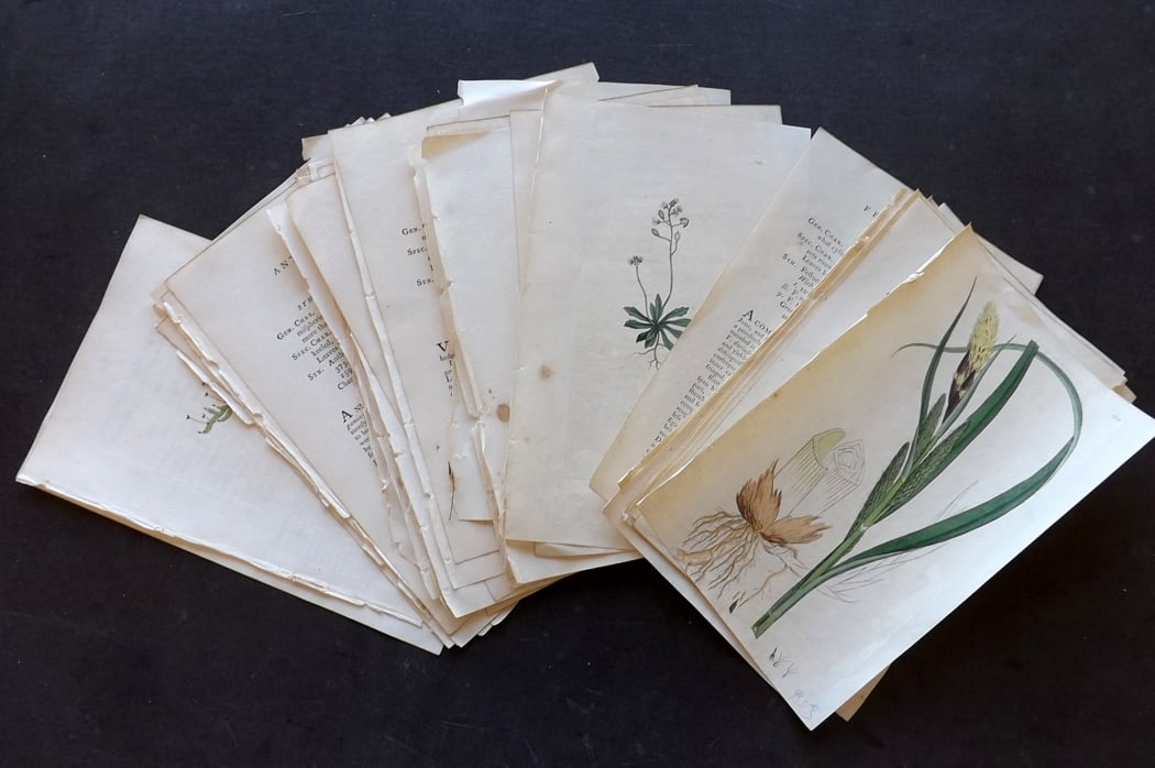 Sowerby, James 1790's Lot of 24 Hand Col Botanical Prints (1 of 4)