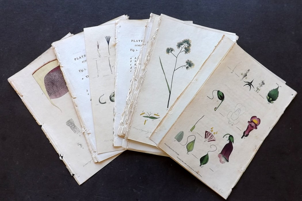 Nodder & Martyn 1787 Lot of 17 Hand Col Botanical Prints: Antique Copper Plate Published 1787, London for "Thirty-eight Plates, with Explanations, Intended to Illustrate Linnaeus's System of Vegetables" by Thomas Martyn. Drawn & Engraved by Frederick Polydor