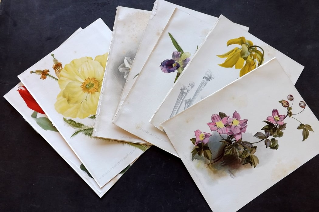 Moon, H. G. 1905 Lot of 8 Folio Botanical Prints (1 of 3)