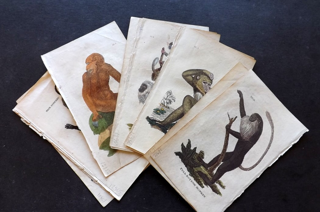 Brightly (Pub) 1815 Lot of 14 Hand Col Monkey Prints.: Antique Copper Plate Published 1811 by Brightly & Co, Bungay for "The Natural History of Quadrupeds and Cetaceous Animals" Various Authors - Many images taken from George Shaw's "General Zoology" Fine