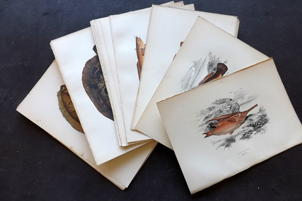 Couch, Jonathan 1878 Lot of 29 Antique Fish Prints (1 of 6)