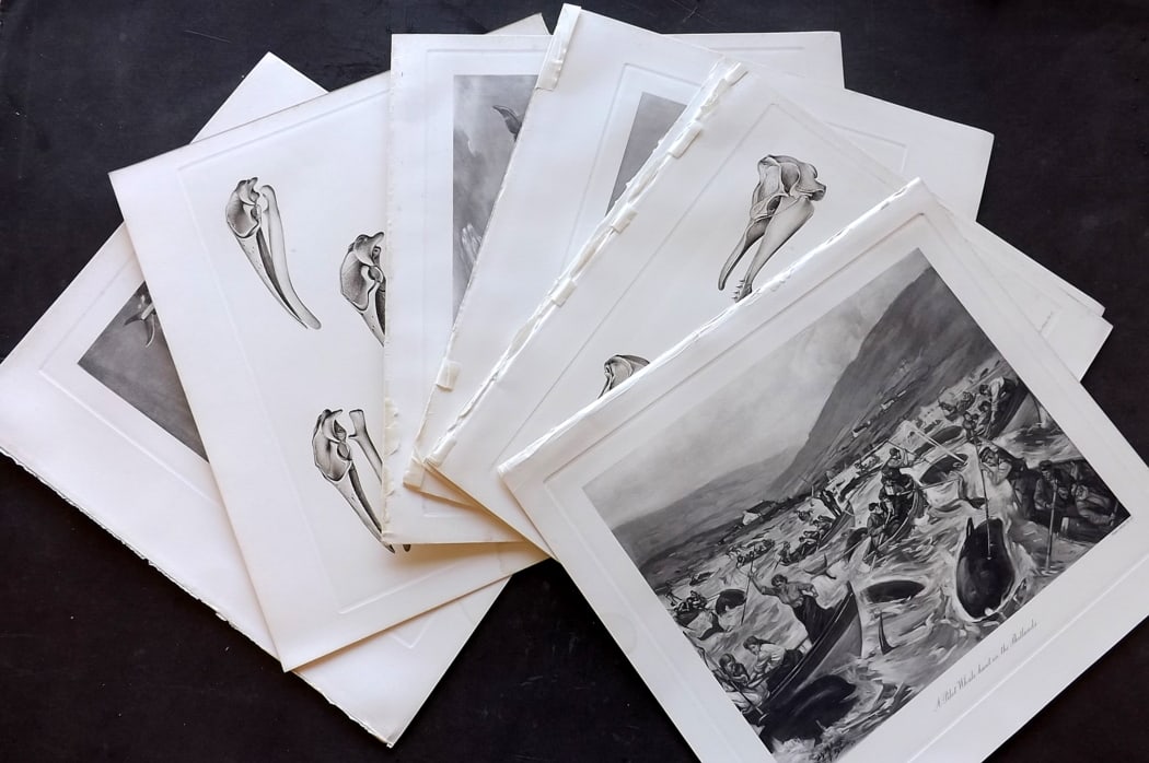 Millais, John 1904 Lot of 8 Folio Whale Prints: Antique Folio Photoengravings Published 1904, London for "The Mammals of Great Britain and Ireland"by John Guille Millais. Illustrated by Archibald Thorburn, George Lodge and the Author. Rare - Limite
