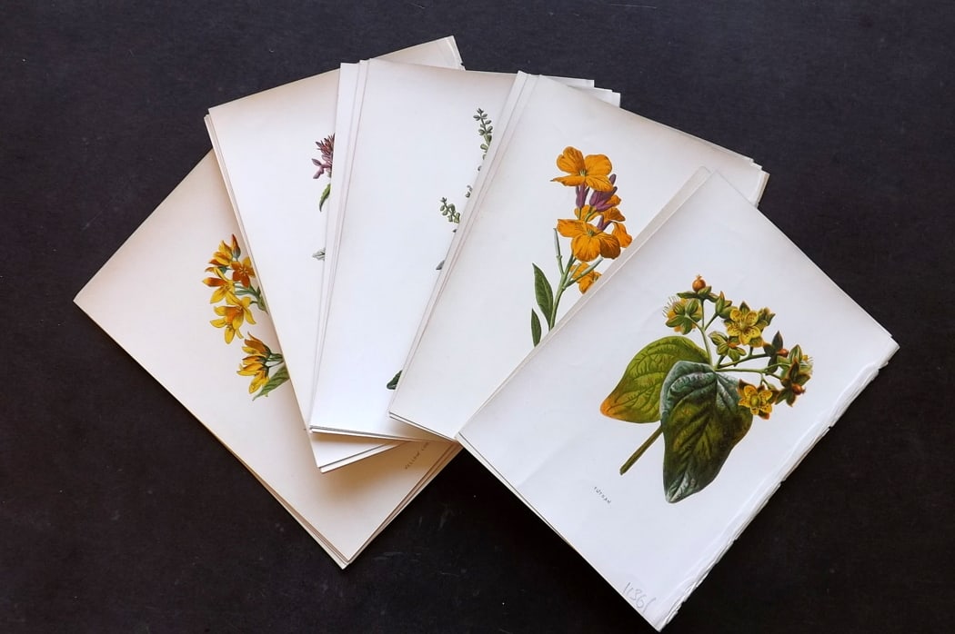 Hulme, F. Edward C1880 Lot of 24 First Edition Botanical Prints (1 of 4)