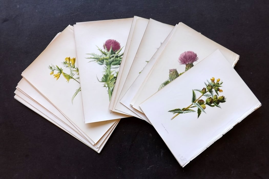 Hulme, F. Edward C1880 Lot of 36 First Edition Botanical Prints (1 of 5)