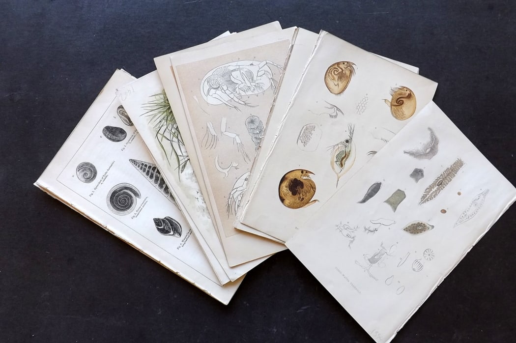 Intellectual Observer 1860's Lot of 16 Natural History Prints: Antique Colour Printed Woodblock Published 1862-68, London for The Intellectual Observer" Paper Size: 8 x 5 inch (21 x 13cm) Good Condition