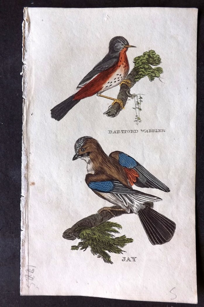 Brightly (Pub) 1815 Hand Coloured Bird Print. Dartford Warbler, Jay: Hand Colored Copper Plate Published 1815 by Brightly & Childs, Bungay for "The Natural History of Birds" Paper Size: 8 x 4.25 inch (20 x 14cm) Good Condition