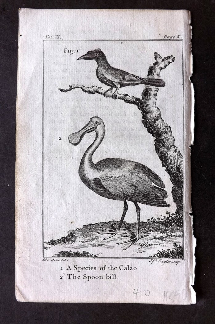 Goldsmith, Oliver 1791 Antique Bird Print. Spoonbill & Calao: Copper Plate Published 1790-91, London for An History of the Earth and Animated Nature" by Oliver Goldsmith. Paper Size: 7 x 4 inch (18 x 11cm) Good Condition