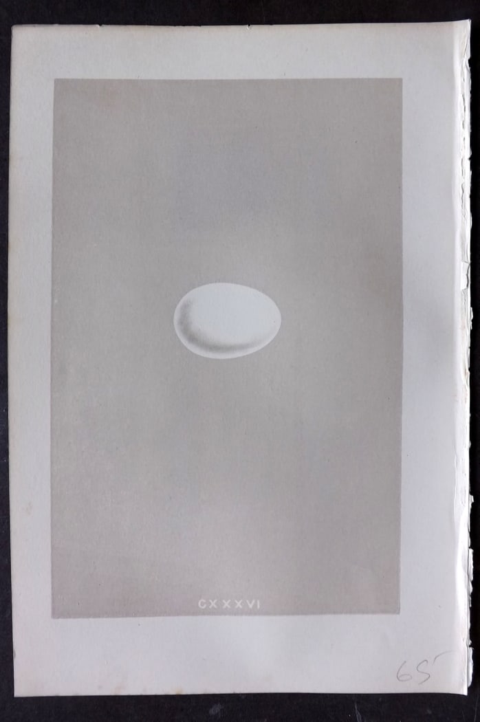 Morris, Francis 1875 Bird Egg Print. Extinct Passenger Pigeon (1 of 1)