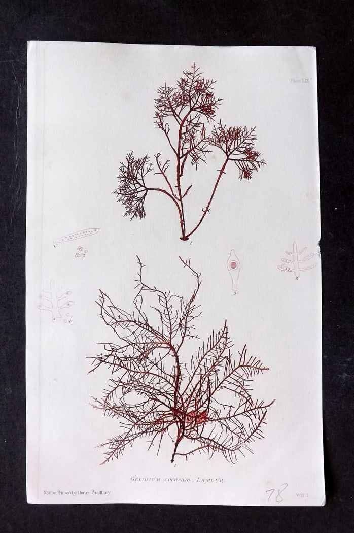 Bradbury, Henry 1859 Nature Printed Seaweed Print. Gelidium Corneum 59: Nature Printed Electrotype Published 1859 by Henry Bradbury, London for "The Nature-Printed British Sea-Weeds" by William Grosart Johnstone and Alexander Croall. Paper Size: 9.5 x 6 inch (24 x 15cm) A