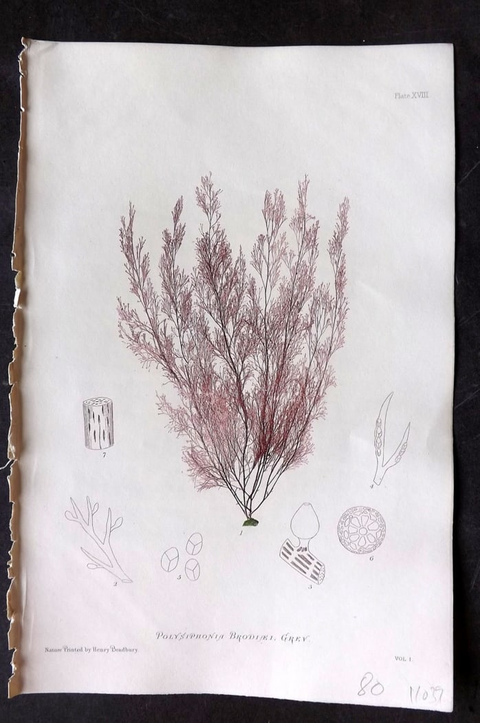 Bradbury, Henry 1859 Nature Printed Seaweed Print. Polysiphonia Brodiaei 18: Nature Printed Electrotype Published 1859 by Henry Bradbury, London for "The Nature-Printed British Sea-Weeds" by William Grosart Johnstone and Alexander Croall. Paper Size: 9.5 x 6 inch (24 x 15cm) I