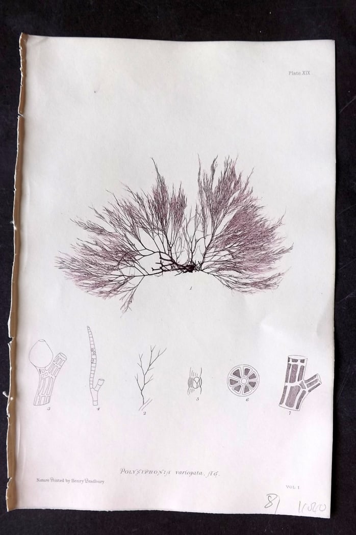 Bradbury, Henry 1859 Nature Printed Seaweed Print. Polysiphonia Variegata 19: Nature Printed Electrotype Published 1859 by Henry Bradbury, London for "The Nature-Printed British Sea-Weeds" by William Grosart Johnstone and Alexander Croall. Paper Size: 9.5 x 6 inch (24 x 15cm) I