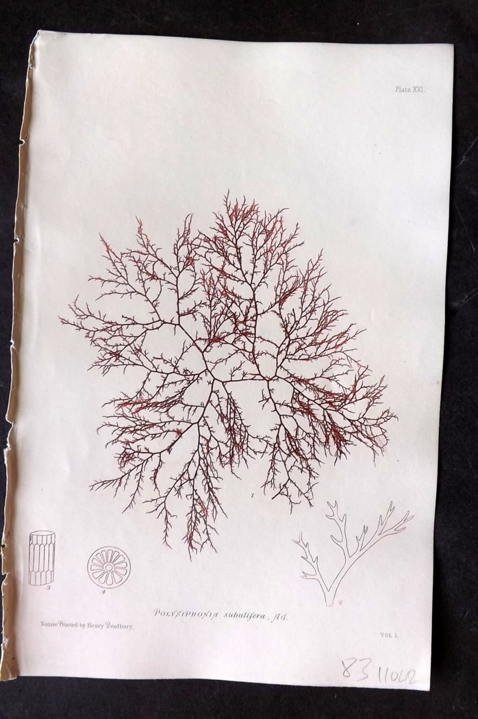 Bradbury, Henry 1859 Nature Printed Seaweed Print. Polysiphonia Subulifera 21: Nature Printed Electrotype Published 1859 by Henry Bradbury, London for "The Nature-Printed British Sea-Weeds" by William Grosart Johnstone and Alexander Croall. Paper Size: 9.5 x 6 inch (24 x 15cm) I