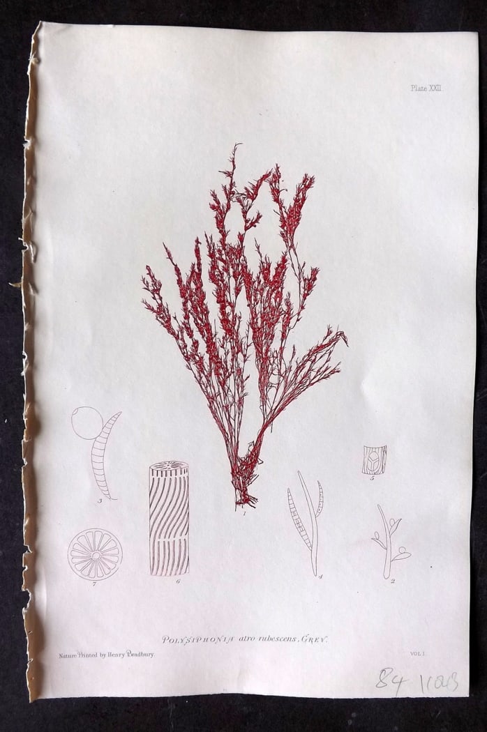 Bradbury, Henry 1859 Nature Printed Seaweed Print. Polysiphonia atro-rubescens 22: Nature Printed Electrotype Published 1859 by Henry Bradbury, London for "The Nature-Printed British Sea-Weeds" by William Grosart Johnstone and Alexander Croall. Paper Size: 9.5 x 6 inch (24 x 15cm) I