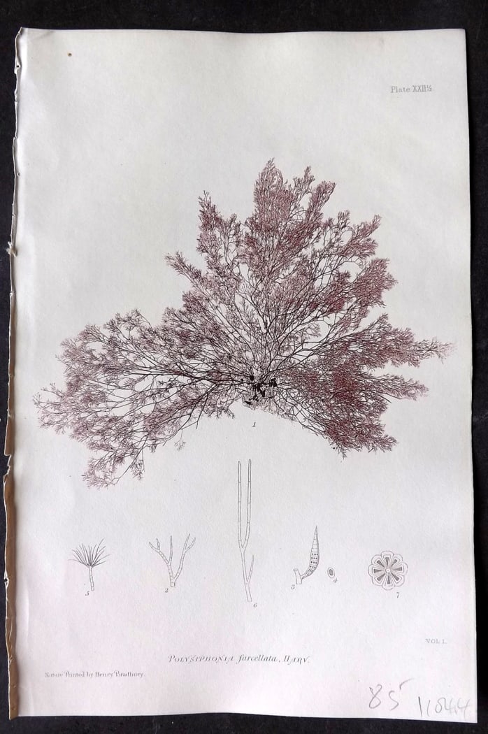 Bradbury, Henry 1859 Nature Printed Seaweed Print. Polysiphonia furcellata 22*: Nature Printed Electrotype Published 1859 by Henry Bradbury, London for "The Nature-Printed British Sea-Weeds" by William Grosart Johnstone and Alexander Croall. Paper Size: 9.5 x 6 inch (24 x 15cm) I