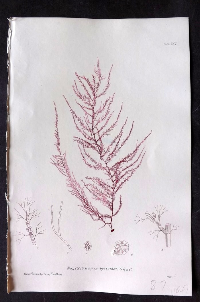 Bradbury, Henry 1859 Nature Printed Seaweed Print. Polysiphonia byssoides 25: Nature Printed Electrotype Published 1859 by Henry Bradbury, London for "The Nature-Printed British Sea-Weeds" by William Grosart Johnstone and Alexander Croall. Paper Size: 9.5 x 6 inch (24 x 15cm) I