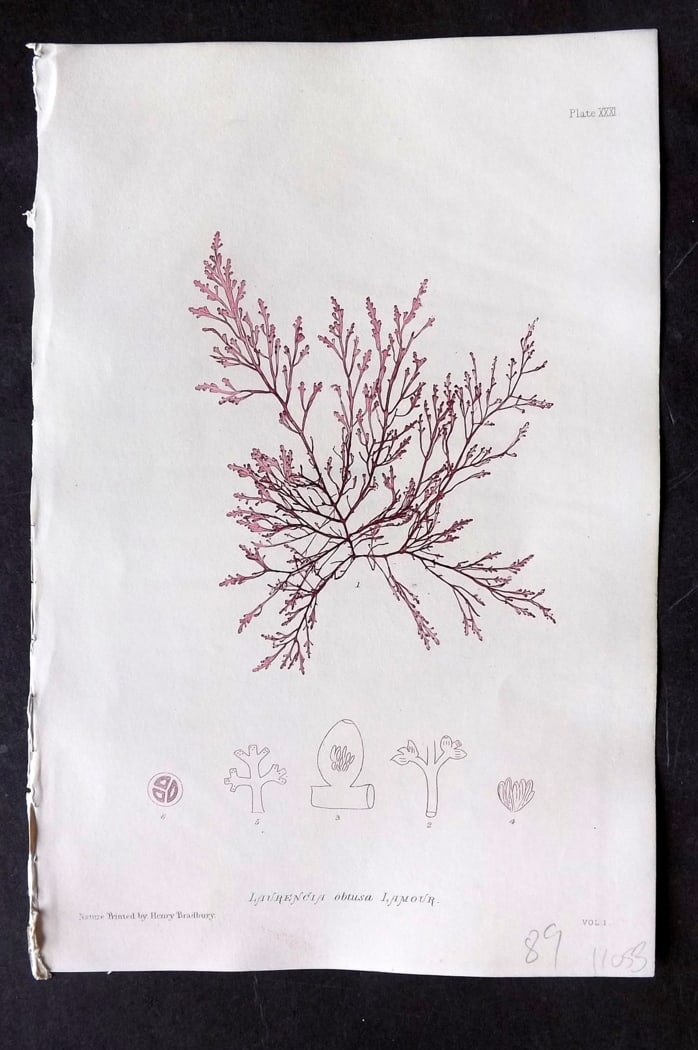 Bradbury, Henry 1859 Nature Printed Seaweed Print. Laurencia Obtusa 31: Nature Printed Electrotype Published 1859 by Henry Bradbury, London for "The Nature-Printed British Sea-Weeds" by William Grosart Johnstone and Alexander Croall. Paper Size: 9.5 x 6 inch (24 x 15cm) I