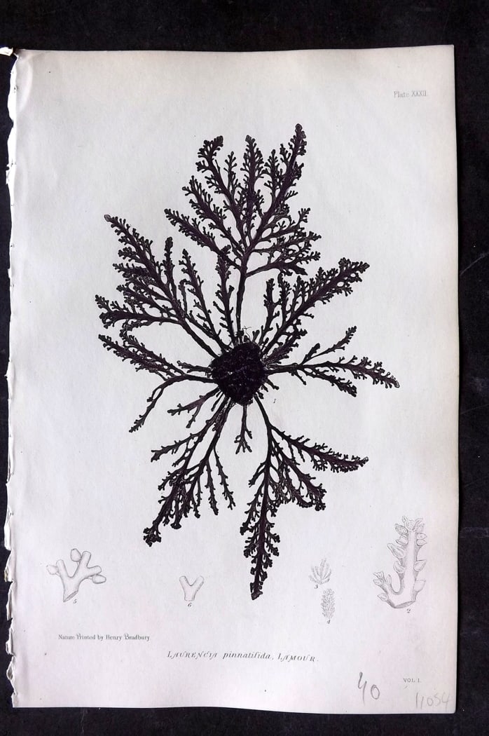Bradbury, Henry 1859 Nature Printed Seaweed Print. Laurencia Pinnatifida 32: Nature Printed Electrotype Published 1859 by Henry Bradbury, London for "The Nature-Printed British Sea-Weeds" by William Grosart Johnstone and Alexander Croall. Paper Size: 9.5 x 6 inch (24 x 15cm) I