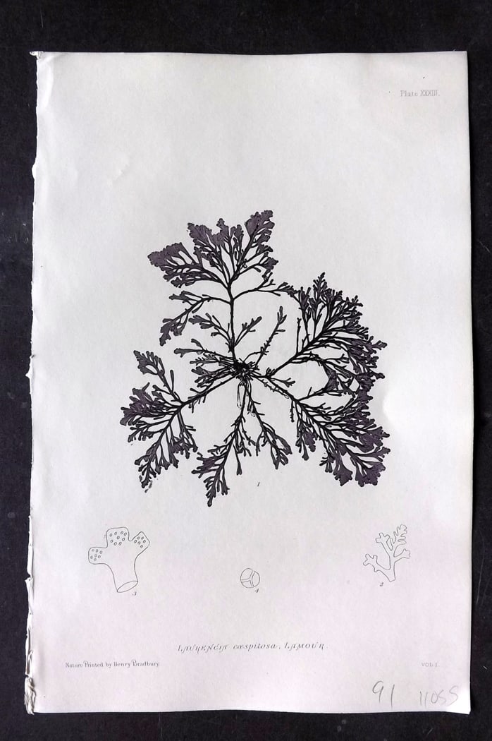 Bradbury, Henry 1859 Nature Printed Seaweed Print. Laurencia Coespitosa 33: Nature Printed Electrotype Published 1859 by Henry Bradbury, London for "The Nature-Printed British Sea-Weeds" by William Grosart Johnstone and Alexander Croall. Paper Size: 9.5 x 6 inch (24 x 15cm) I