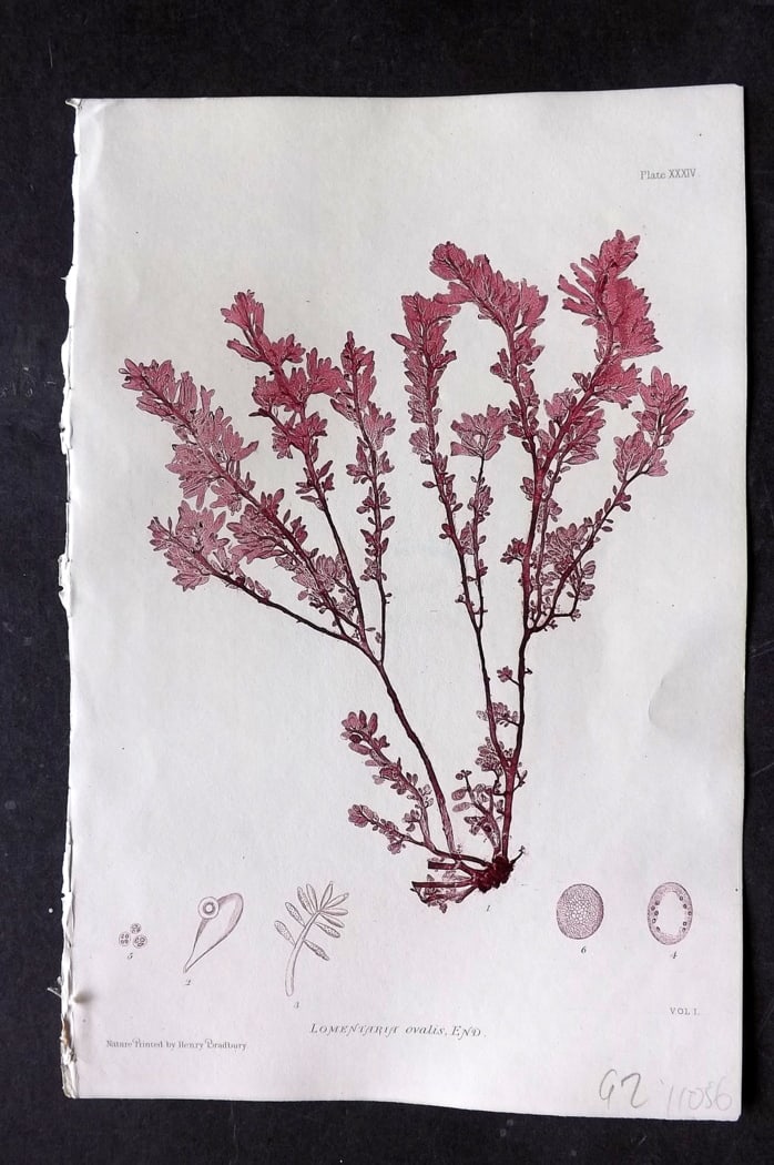 Bradbury, Henry 1859 Nature Printed Seaweed Print. Lomentaria Ovalis 34: Nature Printed Electrotype Published 1859 by Henry Bradbury, London for "The Nature-Printed British Sea-Weeds" by William Grosart Johnstone and Alexander Croall. Paper Size: 9.5 x 6 inch (24 x 15cm) I