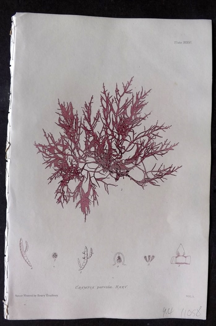 Bradbury, Henry 1859 Nature Printed Seaweed Print. Champia Parvula 36: Nature Printed Electrotype Published 1859 by Henry Bradbury, London for "The Nature-Printed British Sea-Weeds" by William Grosart Johnstone and Alexander Croall. Paper Size: 9.5 x 6 inch (24 x 15cm) I