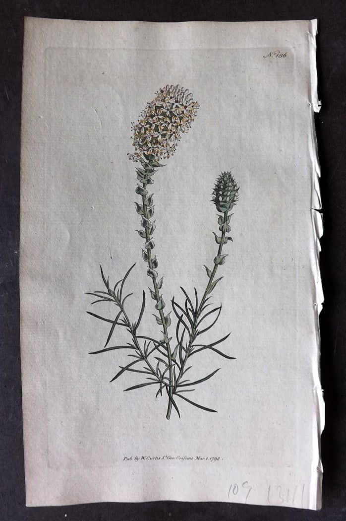 Curtis, William 1792 Hand Col Botanical Print. Rue-Leaved Coronilla 185: Hand Colored Engraving/Etching Published 1787-1904, London for "The Botanical Magazine; or Flower-Garden Displayed" and later "Curtis's Botanical Magazine..." by William Curtis, continued by John Simm