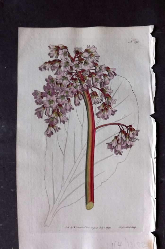 Curtis, William 1792 Hand Col Botanical Print. Oval Leaved Saxifrage 196: Hand Colored Engraving/Etching Published 1787-1904, London for "The Botanical Magazine; or Flower-Garden Displayed" and later "Curtis's Botanical Magazine..." by William Curtis, continued by John Simm