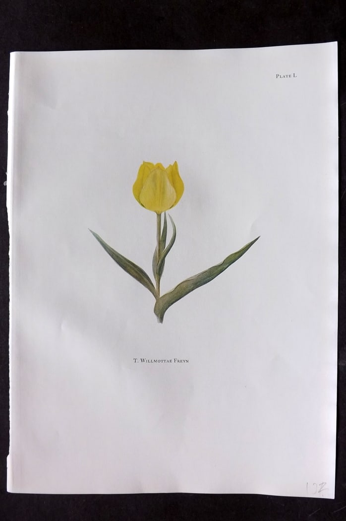 Dykes, William 1930 Folio Botanical Print. Tulip Willmottae Freyn 50: Folio Lithograph Published 1930 by Herbert Jenkins, London for "Notes on the Tulip Species" by William R. Dykes. Edited and Illustrated by Katherine Dykes. Paper Size: 15 x 11 inch (38 x 28cm) Good Co