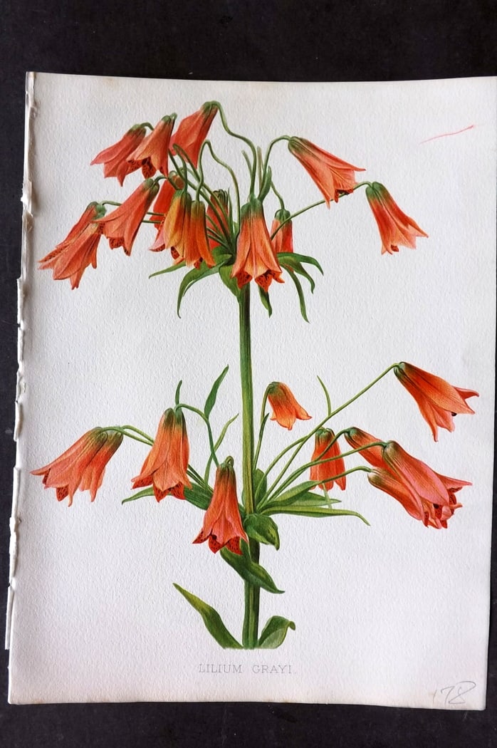 Moon, H. G. 1903 Folio Botanical Print. Lilium Grayi Lily (1 of 1)