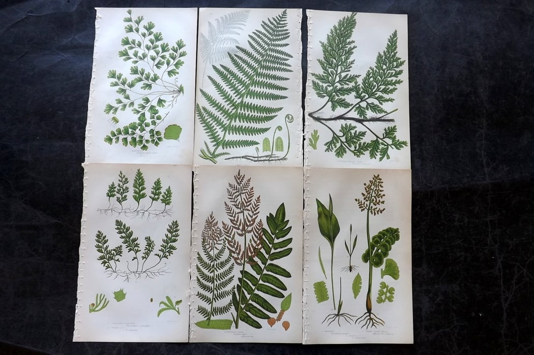 Pratt, Anne C1860 Lot of 6 Antique Fern Prints: Colour Printed Woodblocks Published C1860, London for "The Ferns of Great Britain, and their Allies?" by Anne Pratt. Paper Size: 8.5 x 5.5 inch (22 x 14cm) Good Condition