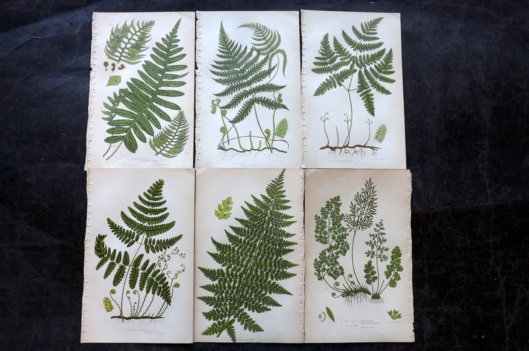 Pratt, Anne C1860 Lot of 6 Antique Fern Prints: Colour Printed Woodblocks Published C1860, London for "The Ferns of Great Britain, and their Allies?" by Anne Pratt. Paper Size: 8.5 x 5.5 inch (22 x 14cm) Good Condition