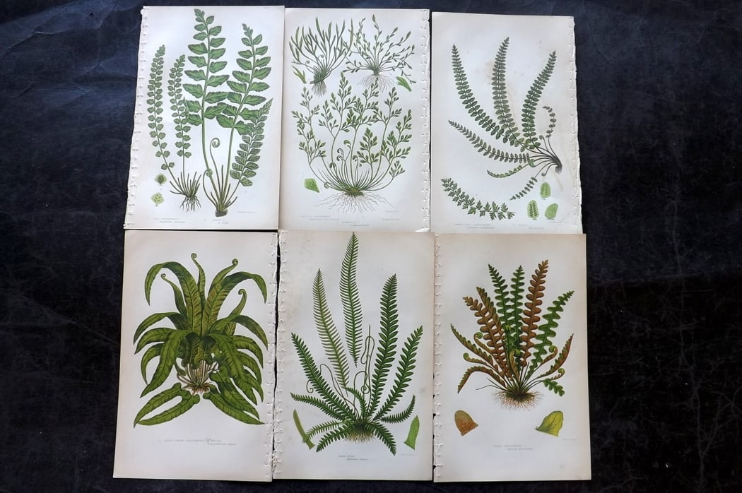 Pratt, Anne C1860 Lot of 6 Antique Fern Prints: Colour Printed Woodblocks Published C1860, London for "The Ferns of Great Britain, and their Allies?" by Anne Pratt. Paper Size: 8.5 x 5.5 inch (22 x 14cm) Good Condition
