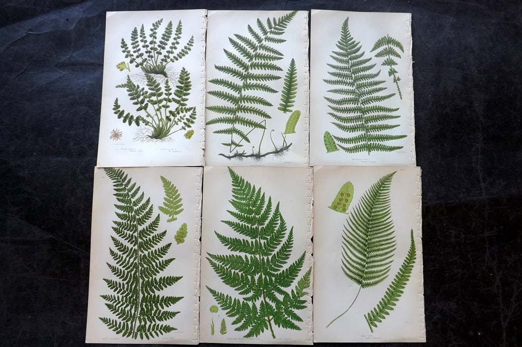 Pratt, Anne C1860 Lot of 6 Antique Fern Prints: Colour Printed Woodblocks Published C1860, London for "The Ferns of Great Britain, and their Allies?" by Anne Pratt. Paper Size: 8.5 x 5.5 inch (22 x 14cm) Good Condition