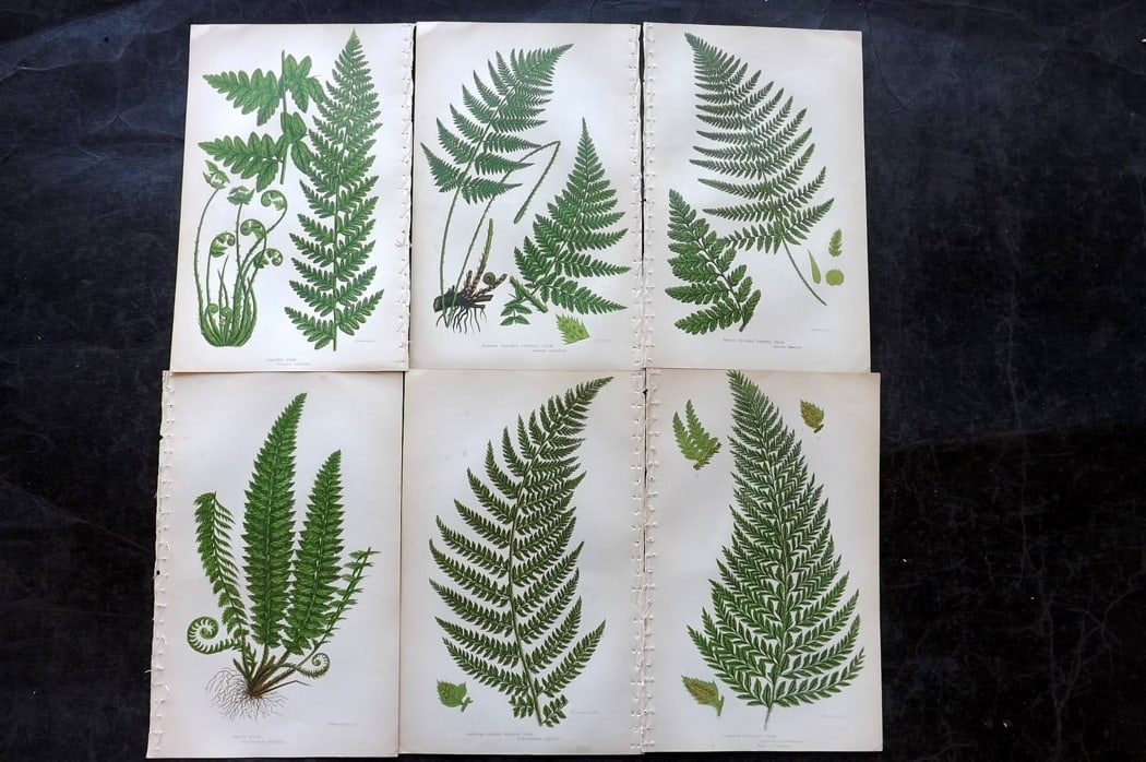 Pratt, Anne C1860 Lot of 6 Antique Fern Prints: Colour Printed Woodblocks Published C1860, London for "The Ferns of Great Britain, and their Allies?" by Anne Pratt. Paper Size: 8.5 x 5.5 inch (22 x 14cm) Good Condition