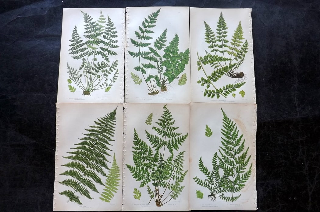 Pratt, Anne C1860 Lot of 6 Antique Fern Prints: Colour Printed Woodblocks Published C1860, London for "The Ferns of Great Britain, and their Allies?" by Anne Pratt. Paper Size: 8.5 x 5.5 inch (22 x 14cm) Good Condition